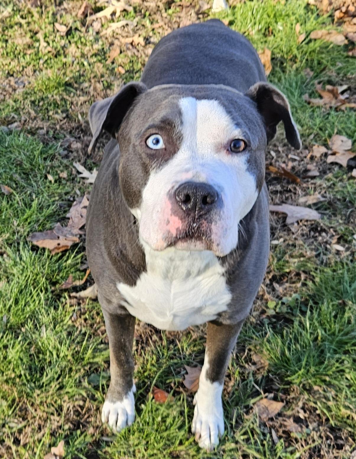 Enlarge Hollie Berry, a ADOPTABLE mixed breed in Heathsville, VA image 1/3