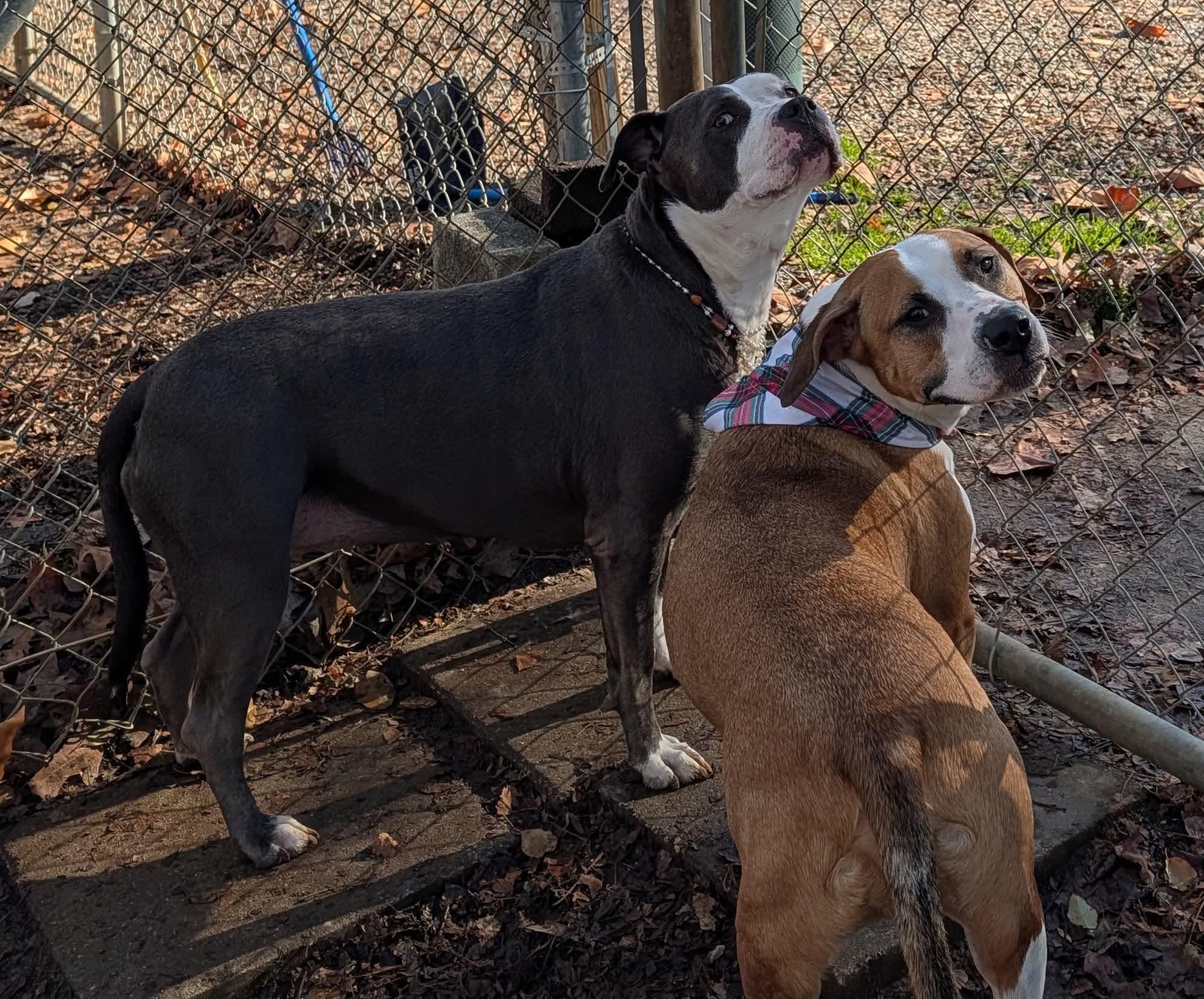 Enlarge Hollie Berry, a ADOPTABLE mixed breed in Heathsville, VA image 3/3
