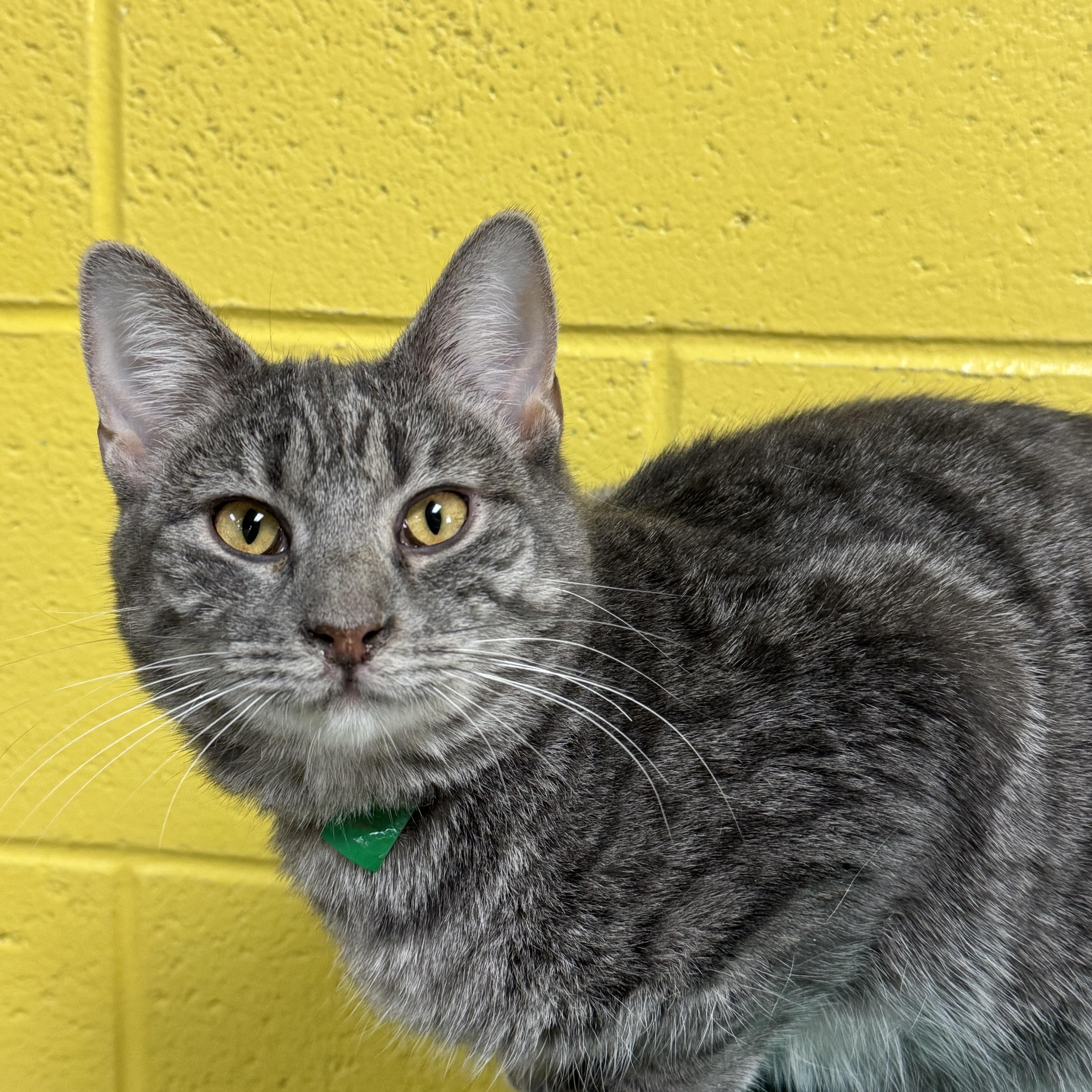 Enlarge Annora, a Adoptable Domestic Short Hair in Pottsville, PA image 1/1