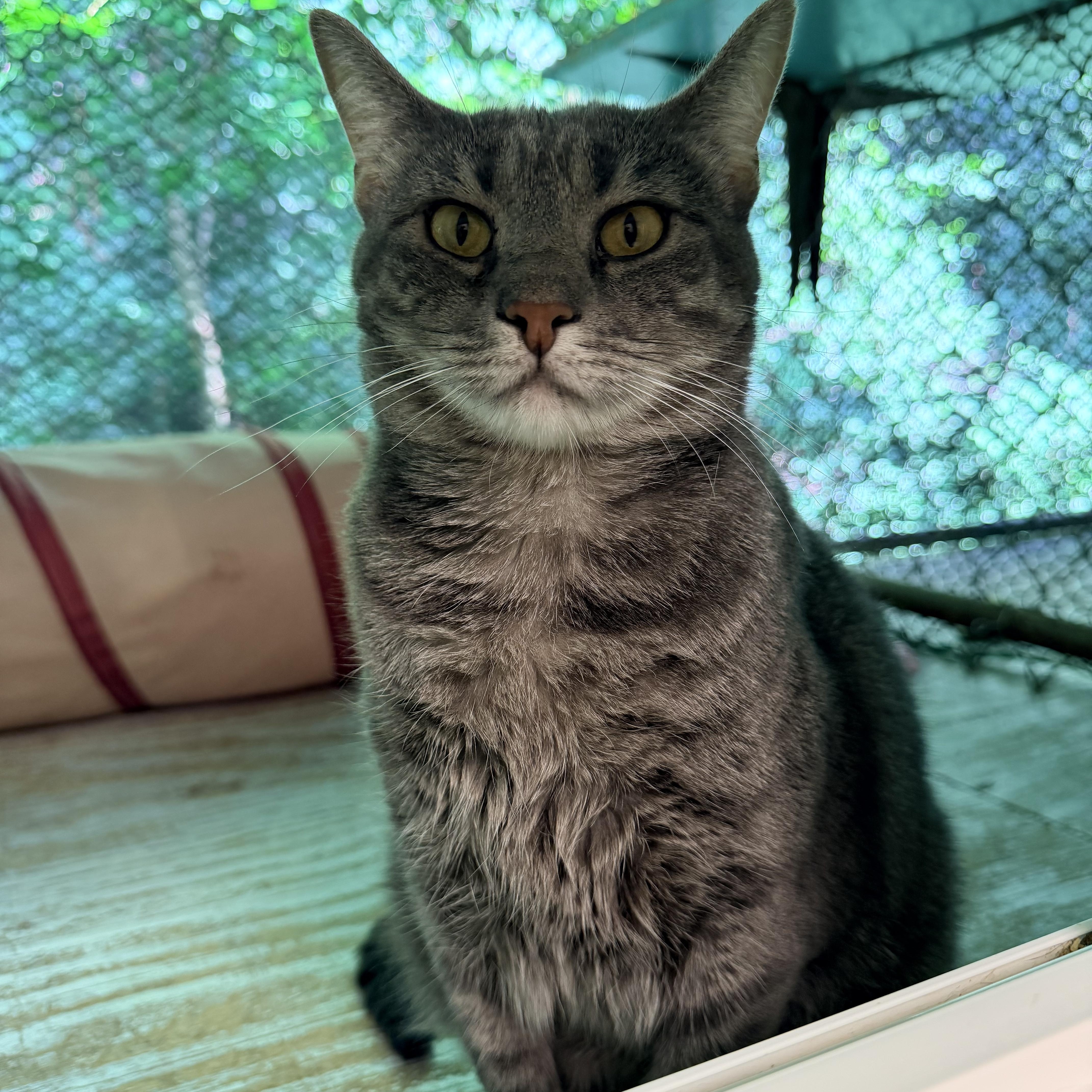 Annora, a Adoptable Domestic Short Hair in Pottsville, PA image 1/2