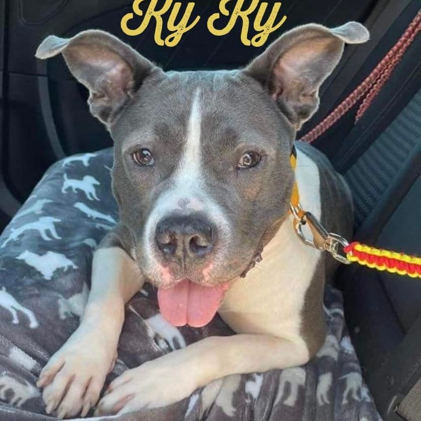 Ky Ky, an adoptable Pit Bull Terrier in Florissant, MO, 63034 | Photo Image 4
