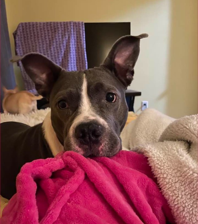 Ky Ky, an adoptable Pit Bull Terrier in Florissant, MO, 63034 | Photo Image 6