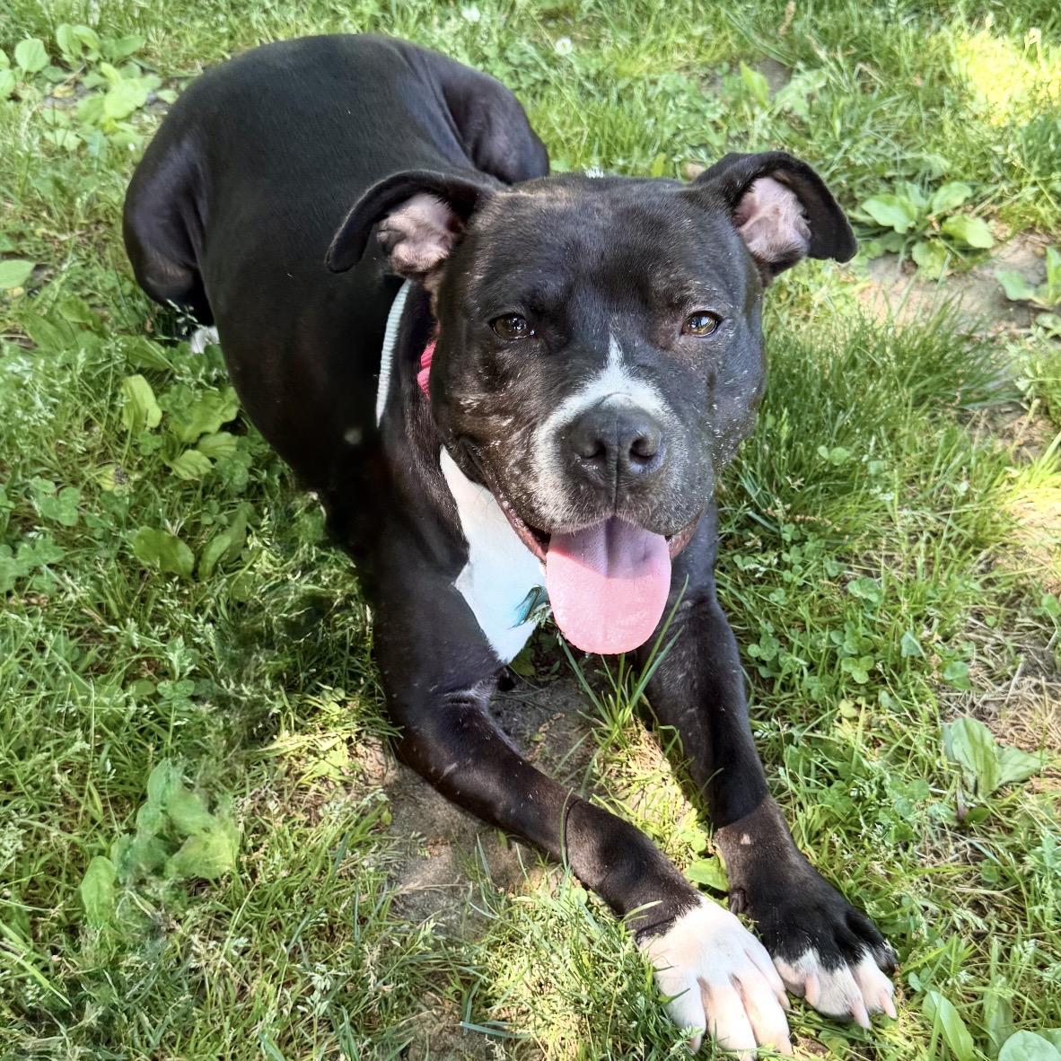 Beverly, a ADOPTABLE mixed breed in Eatontown, NJ image 3/4