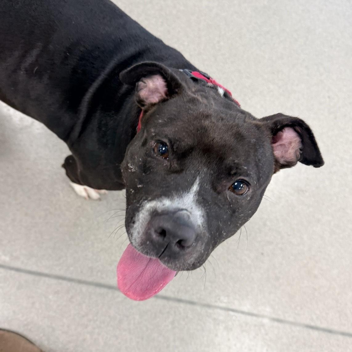 Beverly, a ADOPTABLE mixed breed in Eatontown, NJ image 2/4