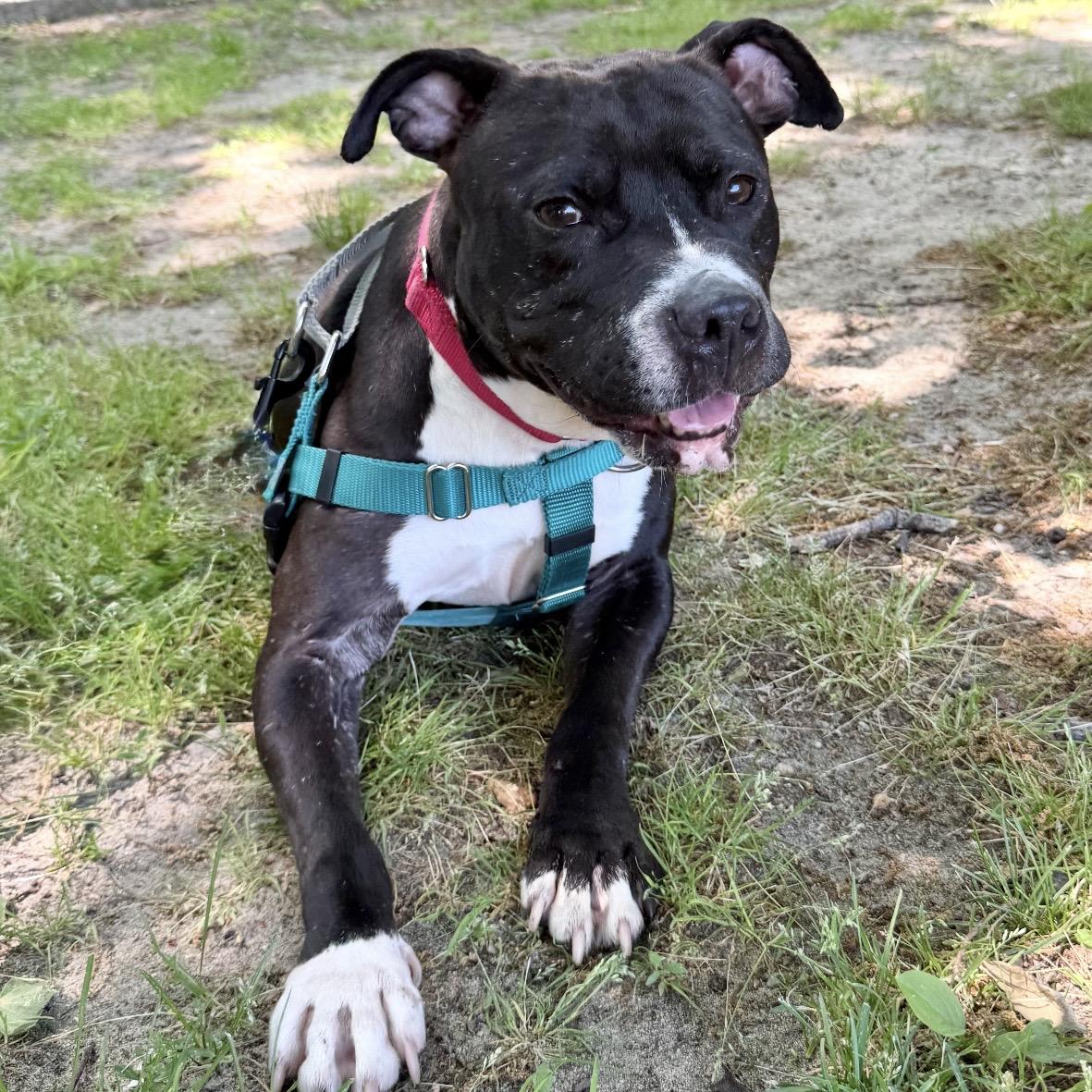 Beverly, a ADOPTABLE mixed breed in Eatontown, NJ image 4/4