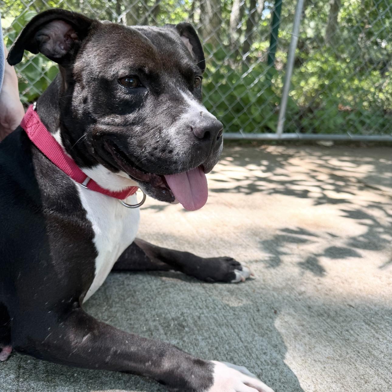 Beverly, a ADOPTABLE mixed breed in Eatontown, NJ image 1/4