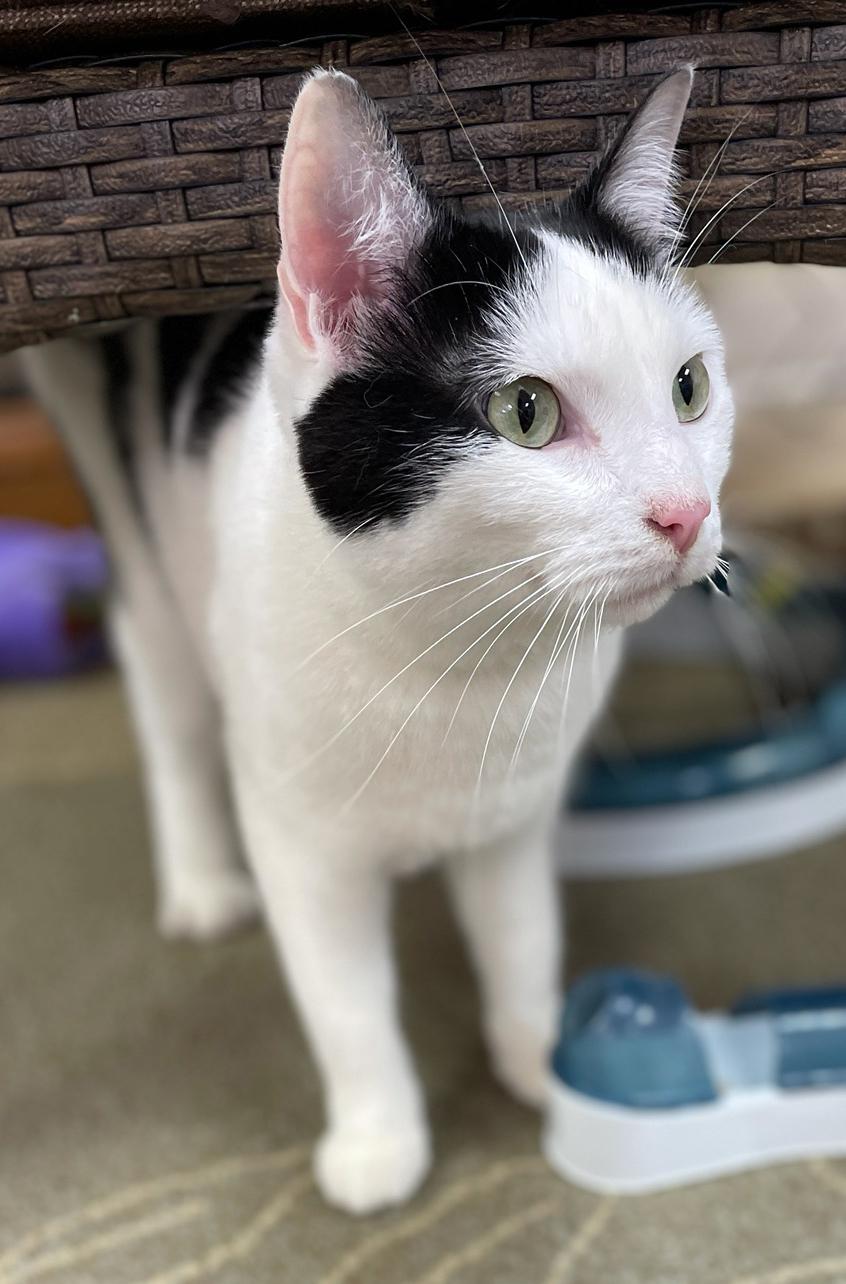 Enlarge Oreo, a Adoptable Domestic Short Hair in Neillsville, WI image 6/6