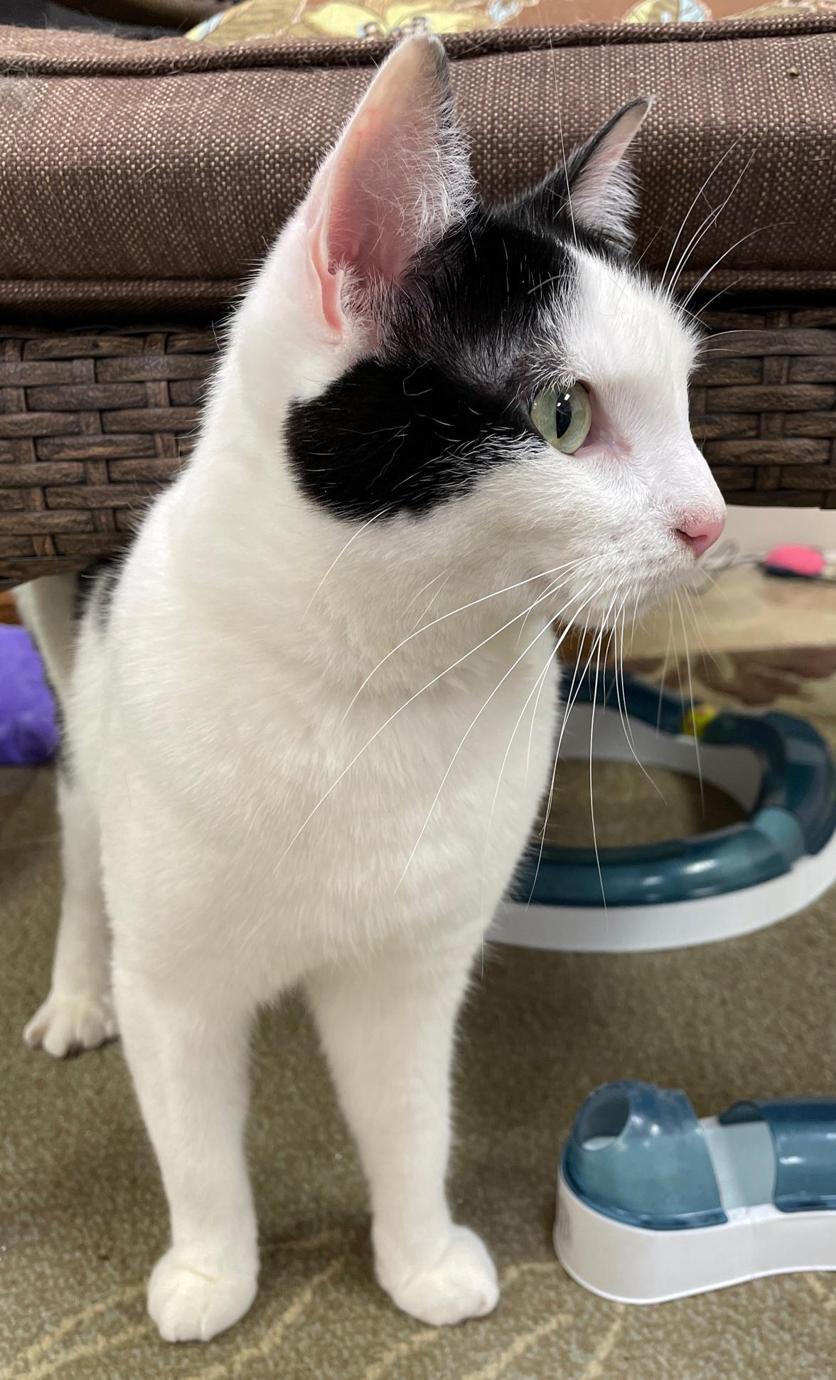 Enlarge Oreo, a Adoptable Domestic Short Hair in Neillsville, WI image 2/6