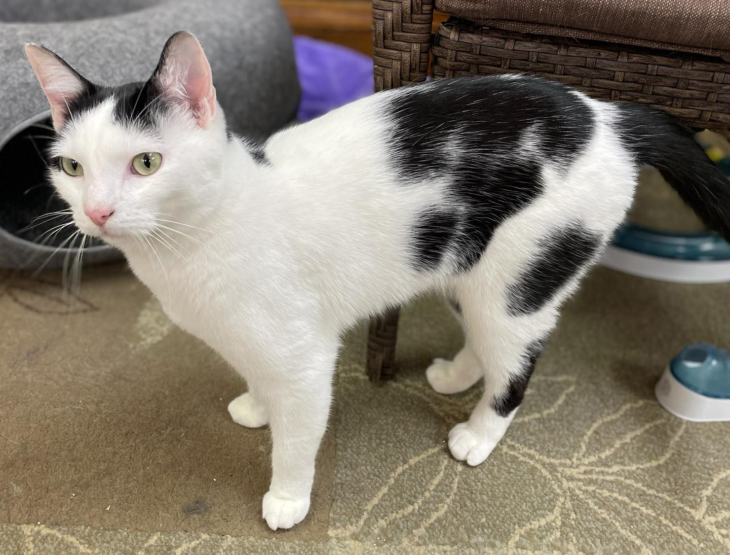 Enlarge Oreo, a Adoptable Domestic Short Hair in Neillsville, WI image 3/6