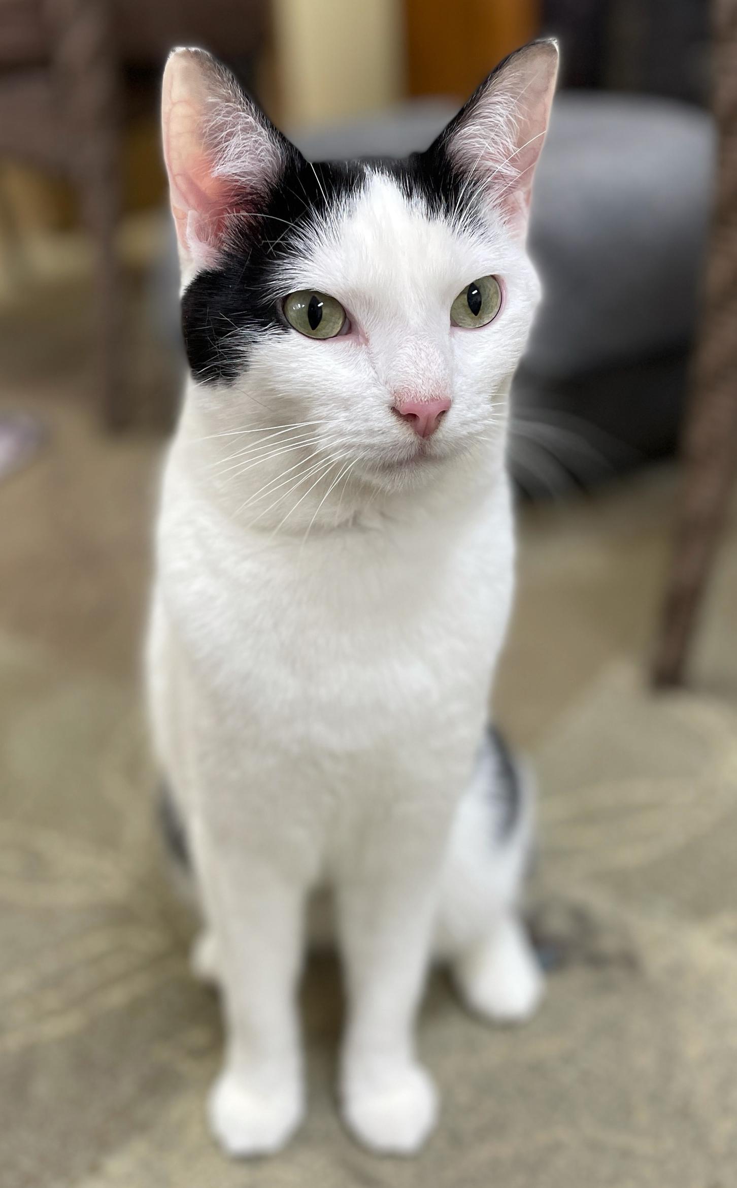 Enlarge Oreo, a Adoptable Domestic Short Hair in Neillsville, WI image 1/6