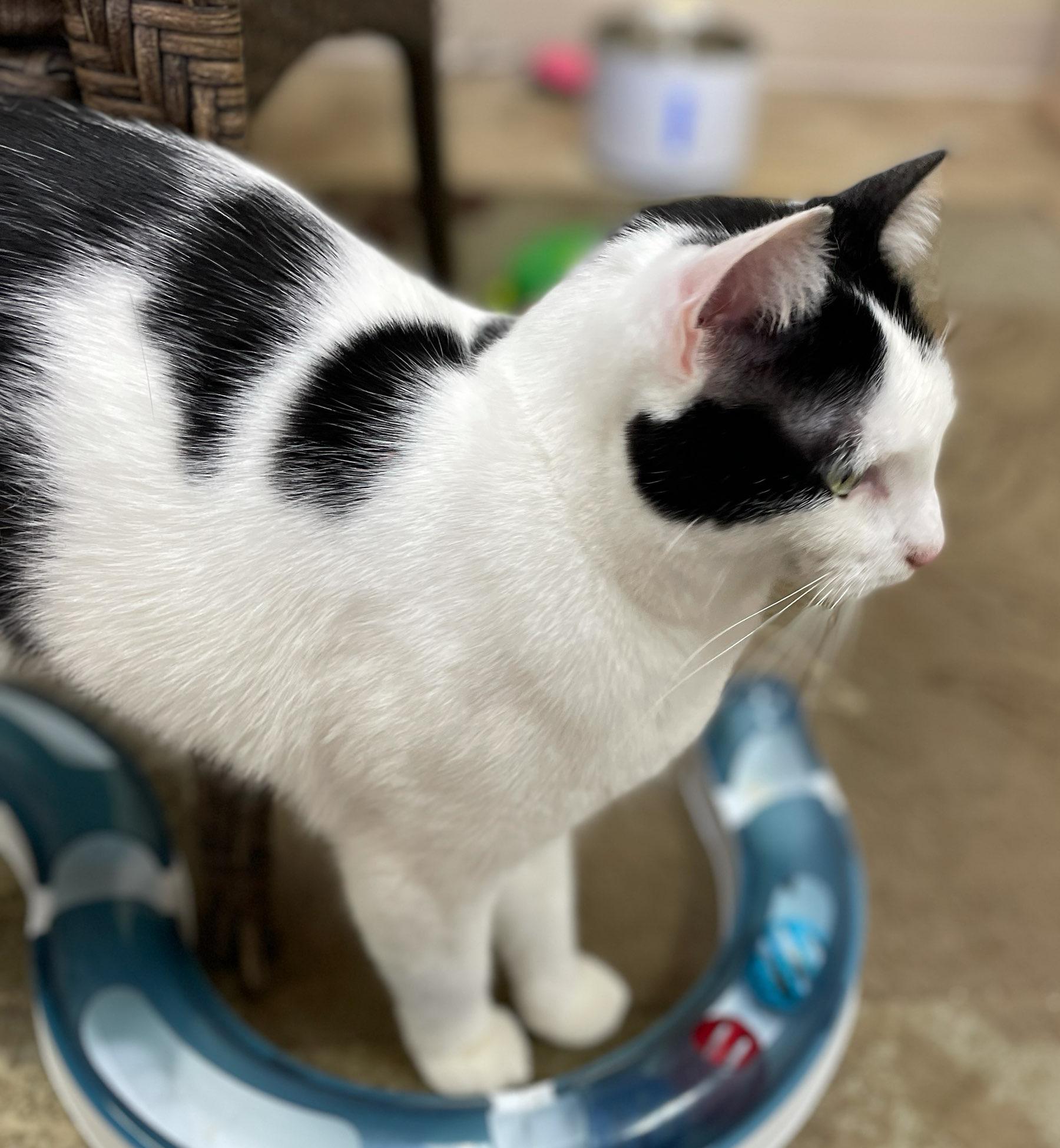 Enlarge Oreo, a Adoptable Domestic Short Hair in Neillsville, WI image 5/6
