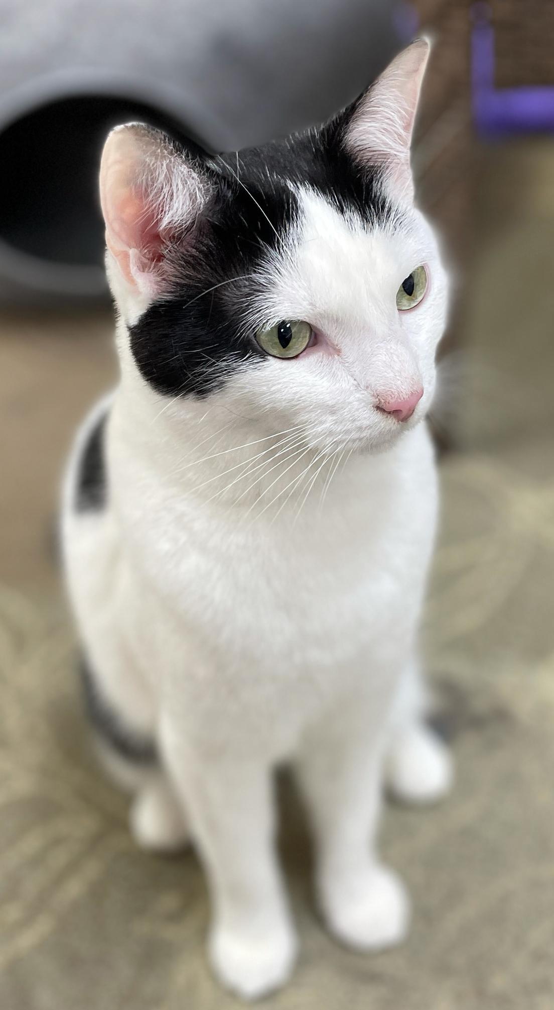 Enlarge Oreo, a Adoptable Domestic Short Hair in Neillsville, WI image 4/6