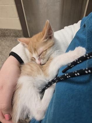 Stevie, Adoptable, Kitten Male Domestic Medium Hair & Domestic Short Hair.