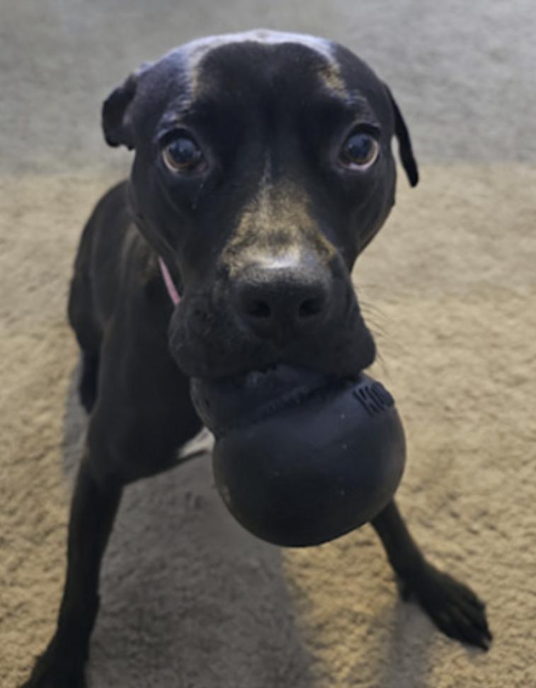 Lola — thumbnail 2