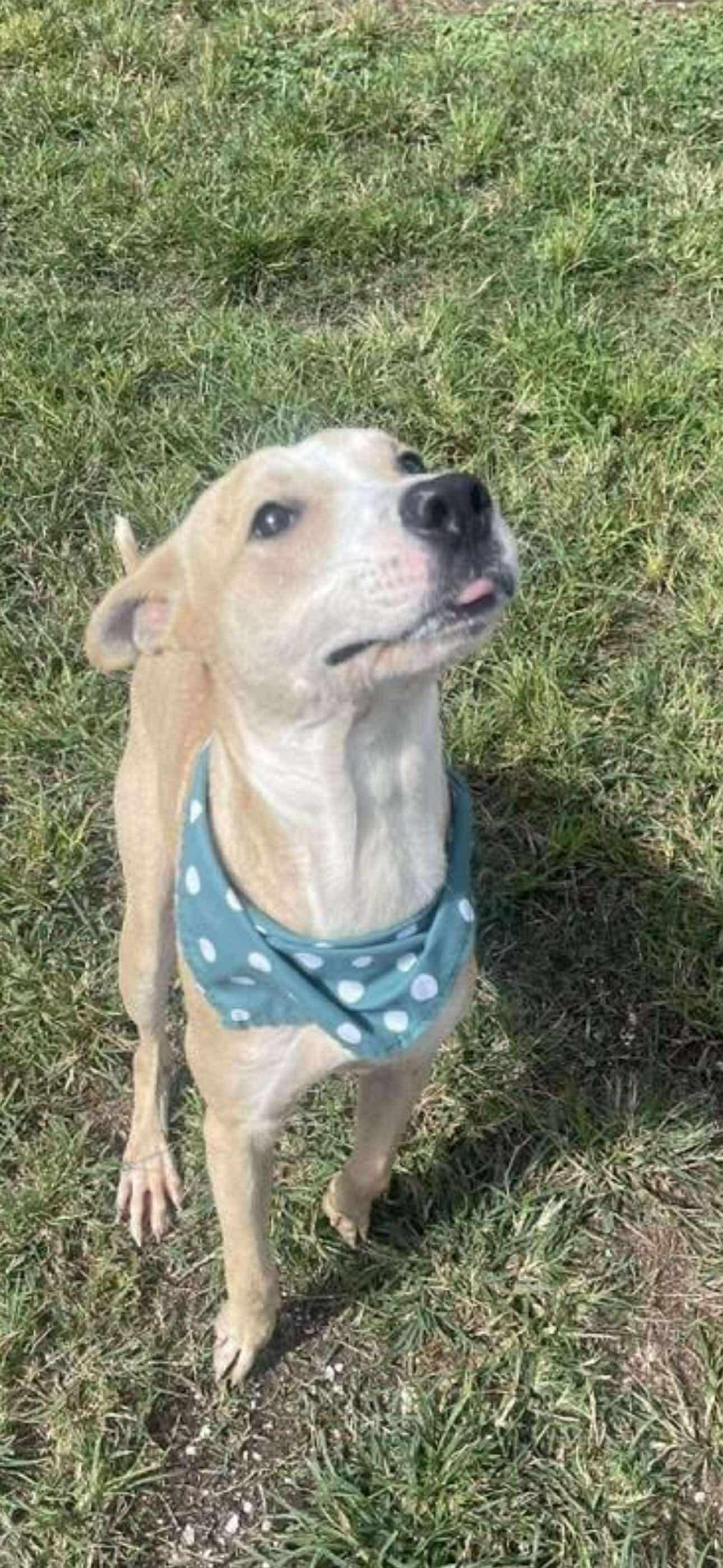 Enlarge Neil, a Adoptable mixed breed in Bronson, TX image 1/3