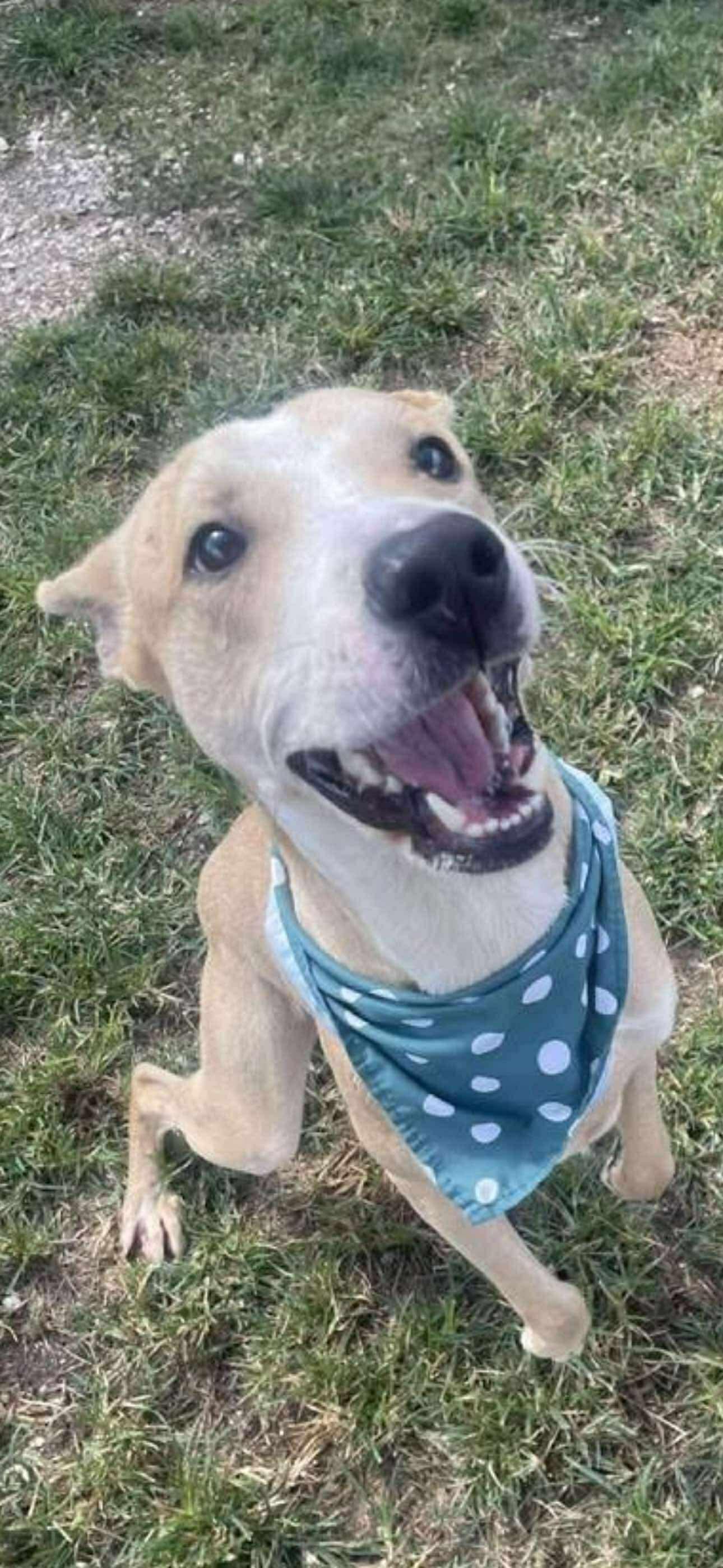 Enlarge Neil, a Adoptable mixed breed in Bronson, TX image 2/3