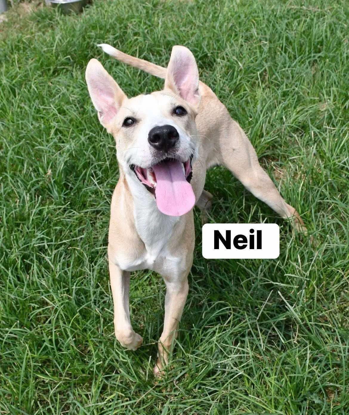 Enlarge Neil, a Adoptable mixed breed in Bronson, TX image 3/3