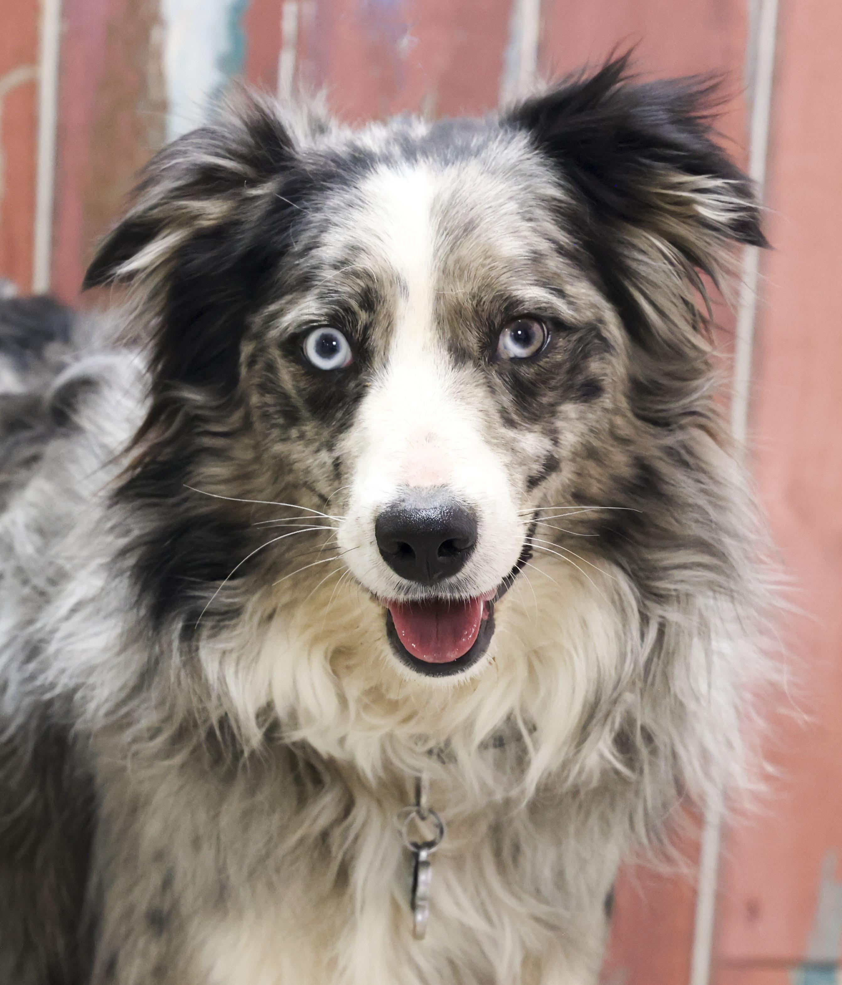 Luna, adopted, Young Female Australian Shepherd.