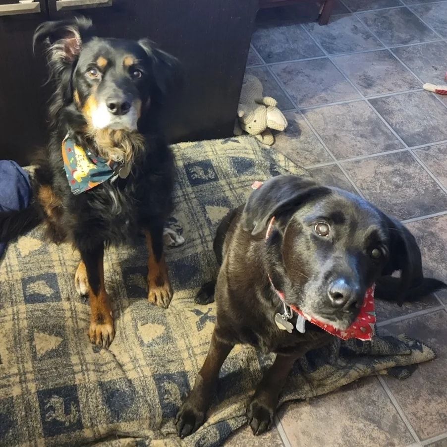 Chloe and Taz bonded pair
