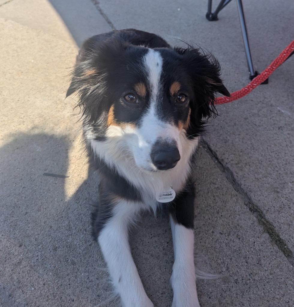 Missy (nka Izzy), Adopted, Young Female Australian Shepherd.