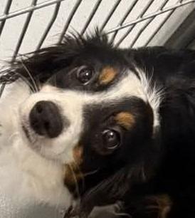 Missy (nka Izzy), a Adopted mixed breed in Johnston, IA image 2/3