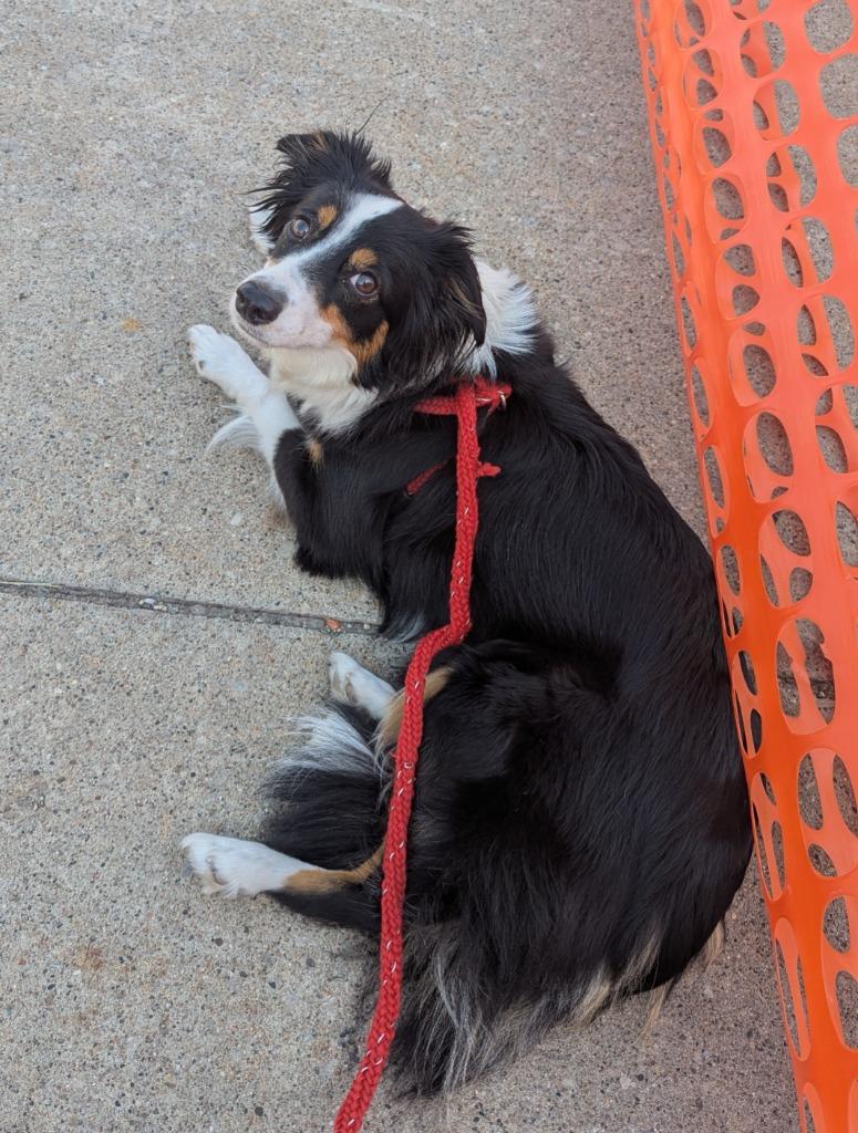 Missy (nka Izzy), a Adopted mixed breed in Johnston, IA image 3/3