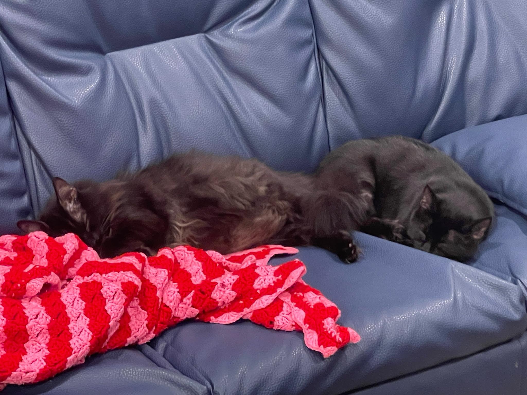 Lucius & Reggie, a ADOPTABLE Domestic Medium Hair in Beltsville, MD image 2/6