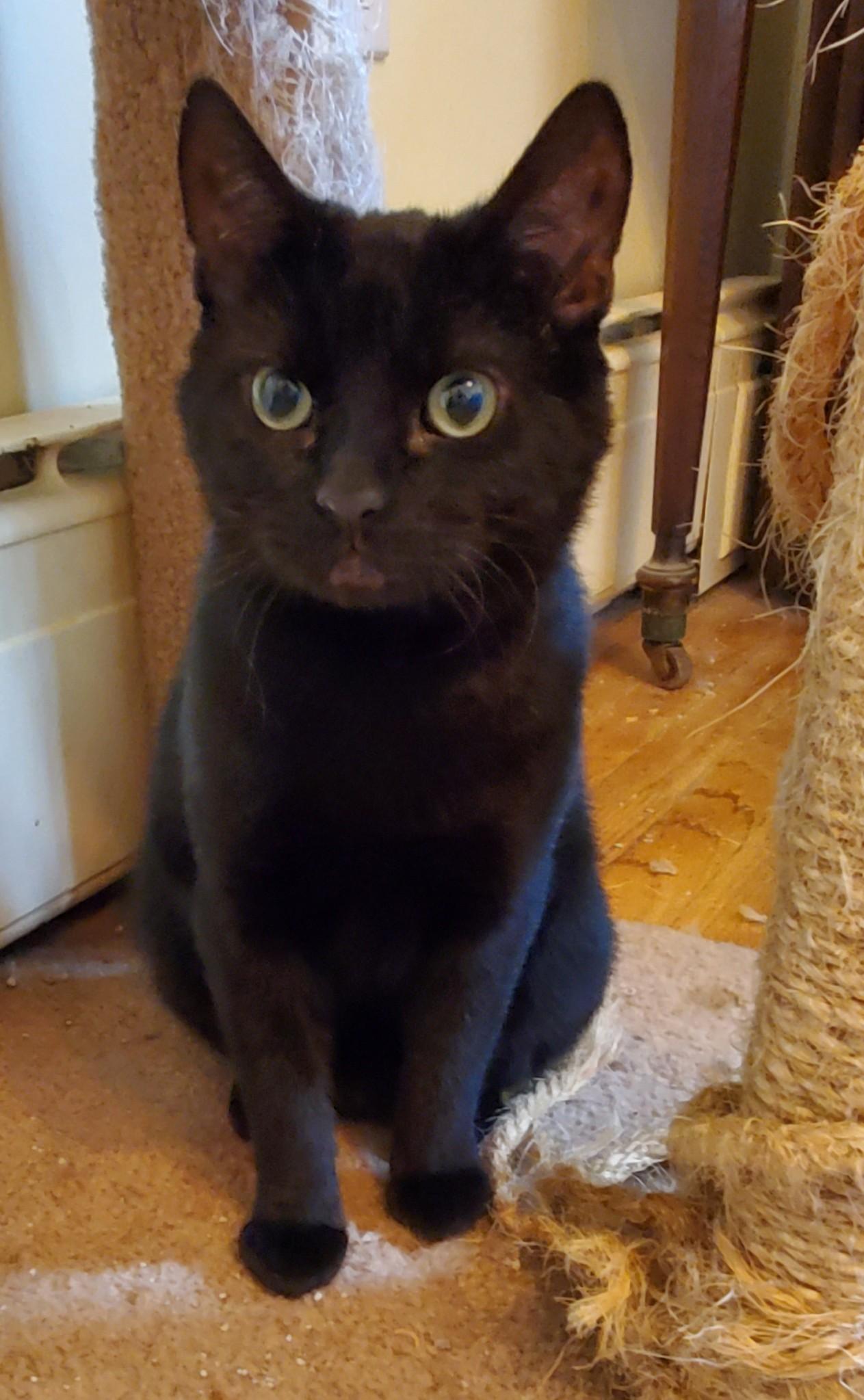 Lucius & Reggie, a ADOPTABLE Domestic Medium Hair in Beltsville, MD image 5/6