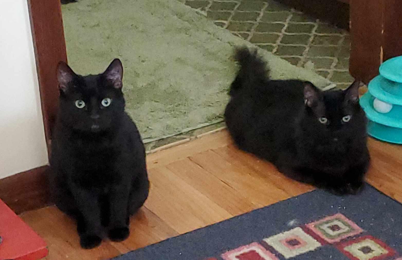 Lucius & Reggie, ADOPTABLE, Young Male Domestic Medium Hair.