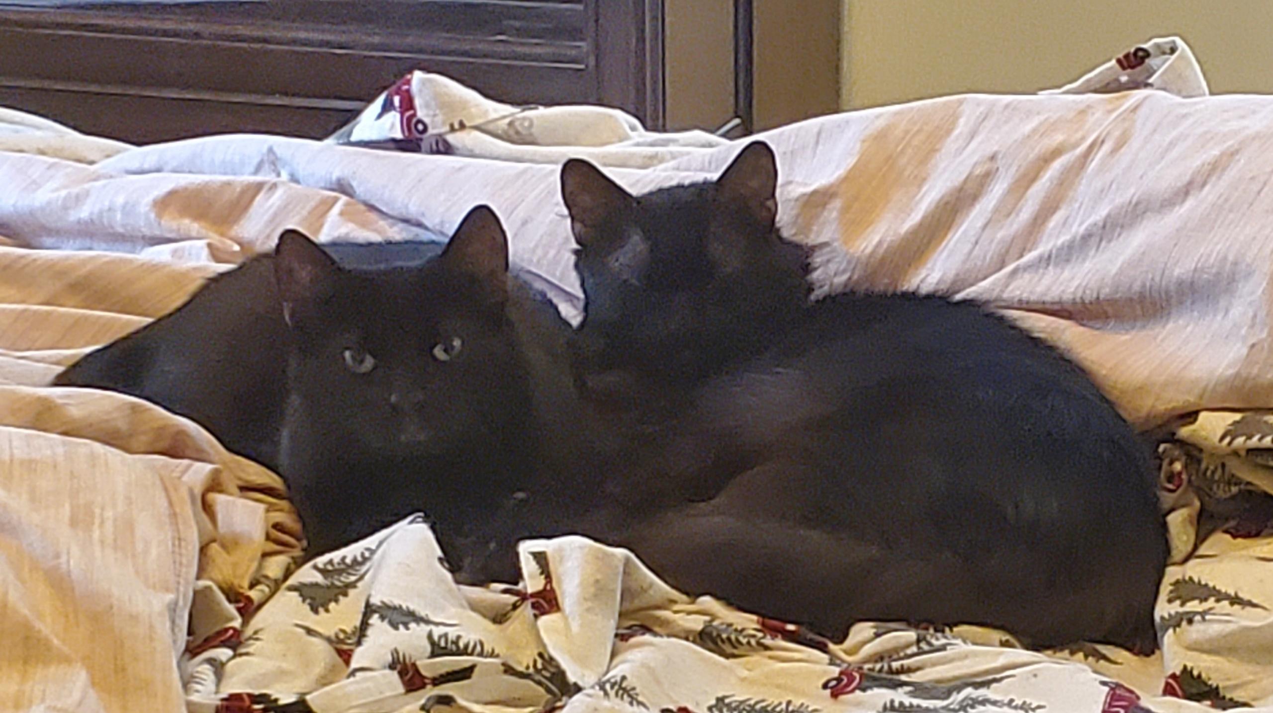 Lucius & Reggie, a ADOPTABLE Domestic Medium Hair in Beltsville, MD image 4/6