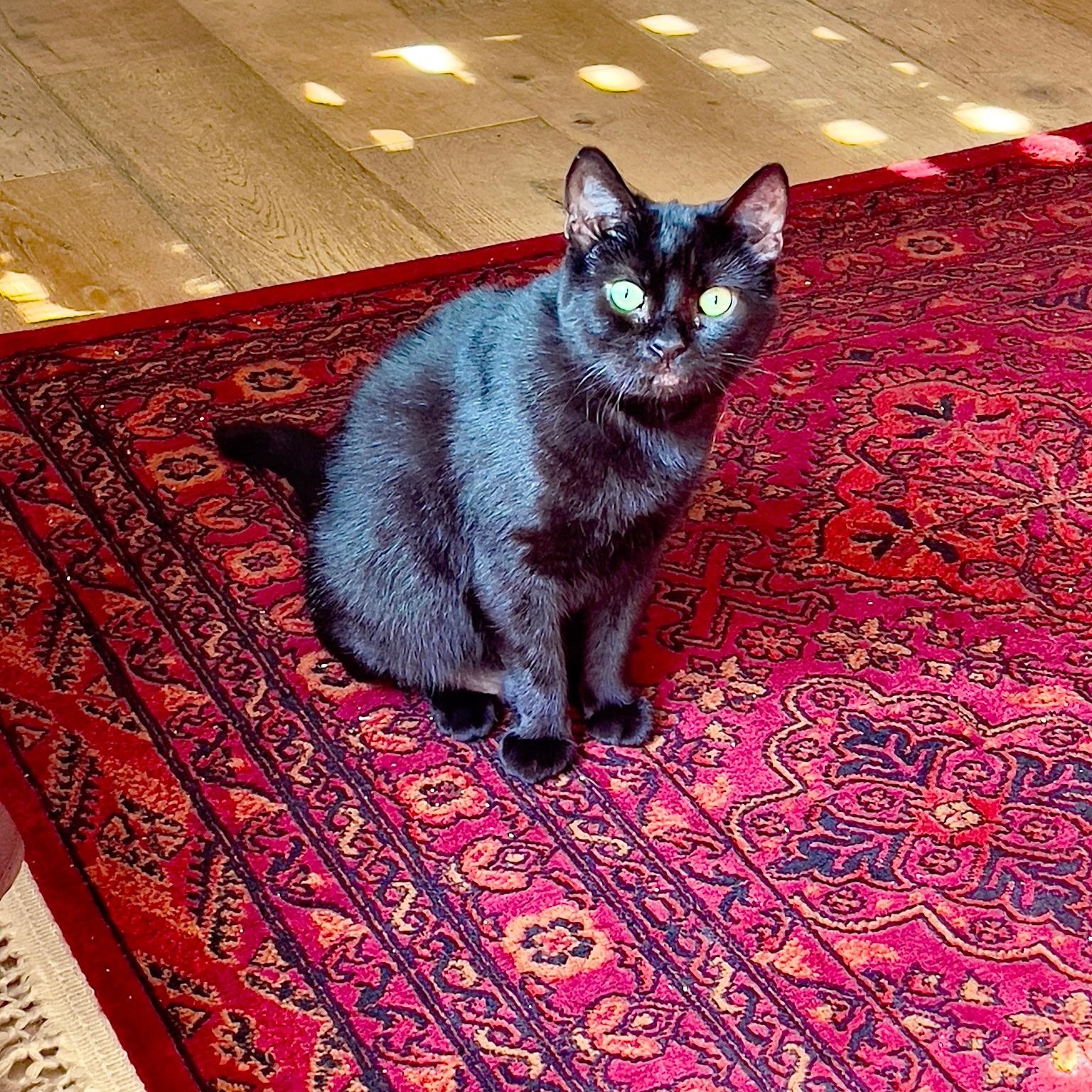 Lucius & Reggie, a ADOPTABLE Domestic Medium Hair in Beltsville, MD image 3/6