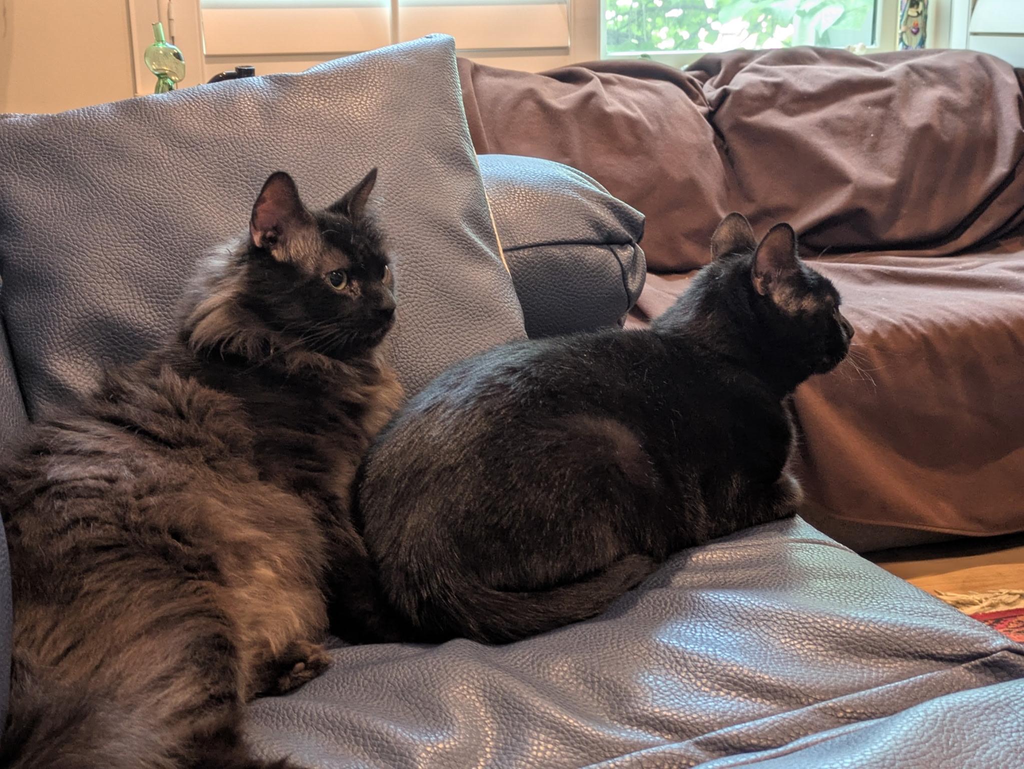 Lucius & Reggie, ADOPTABLE, Young Male Domestic Medium Hair.