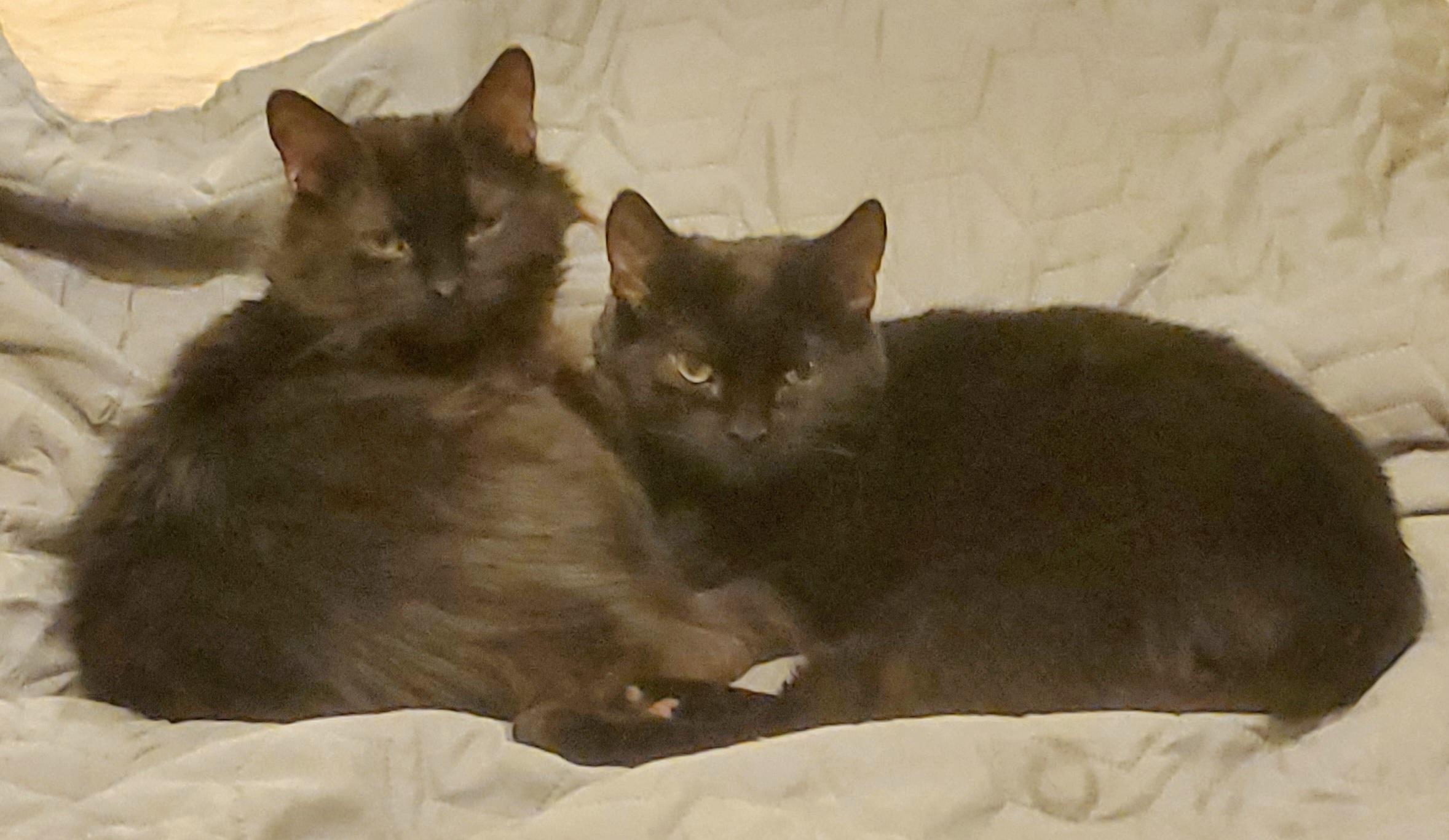 Lucius & Reggie, a ADOPTABLE Domestic Medium Hair in Beltsville, MD image 2/6