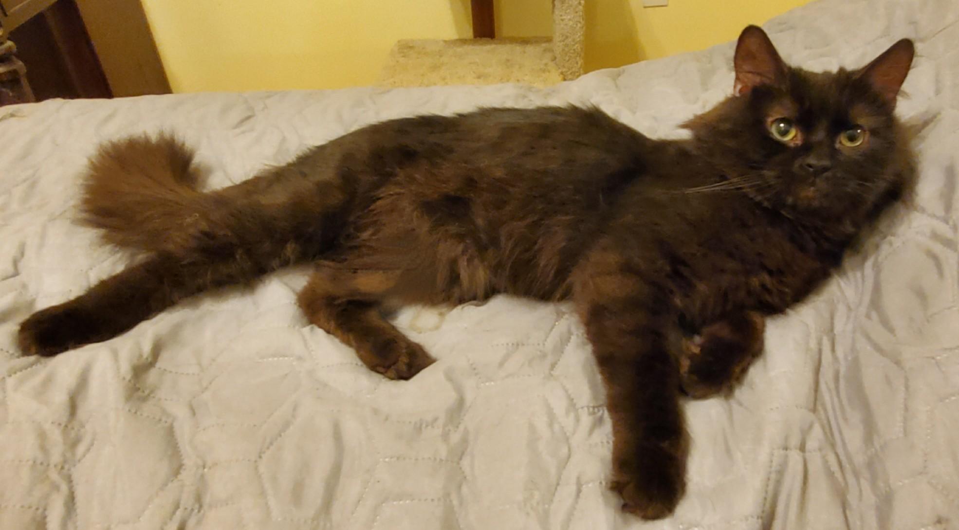 Lucius & Reggie, a ADOPTABLE Domestic Medium Hair in Beltsville, MD image 3/6