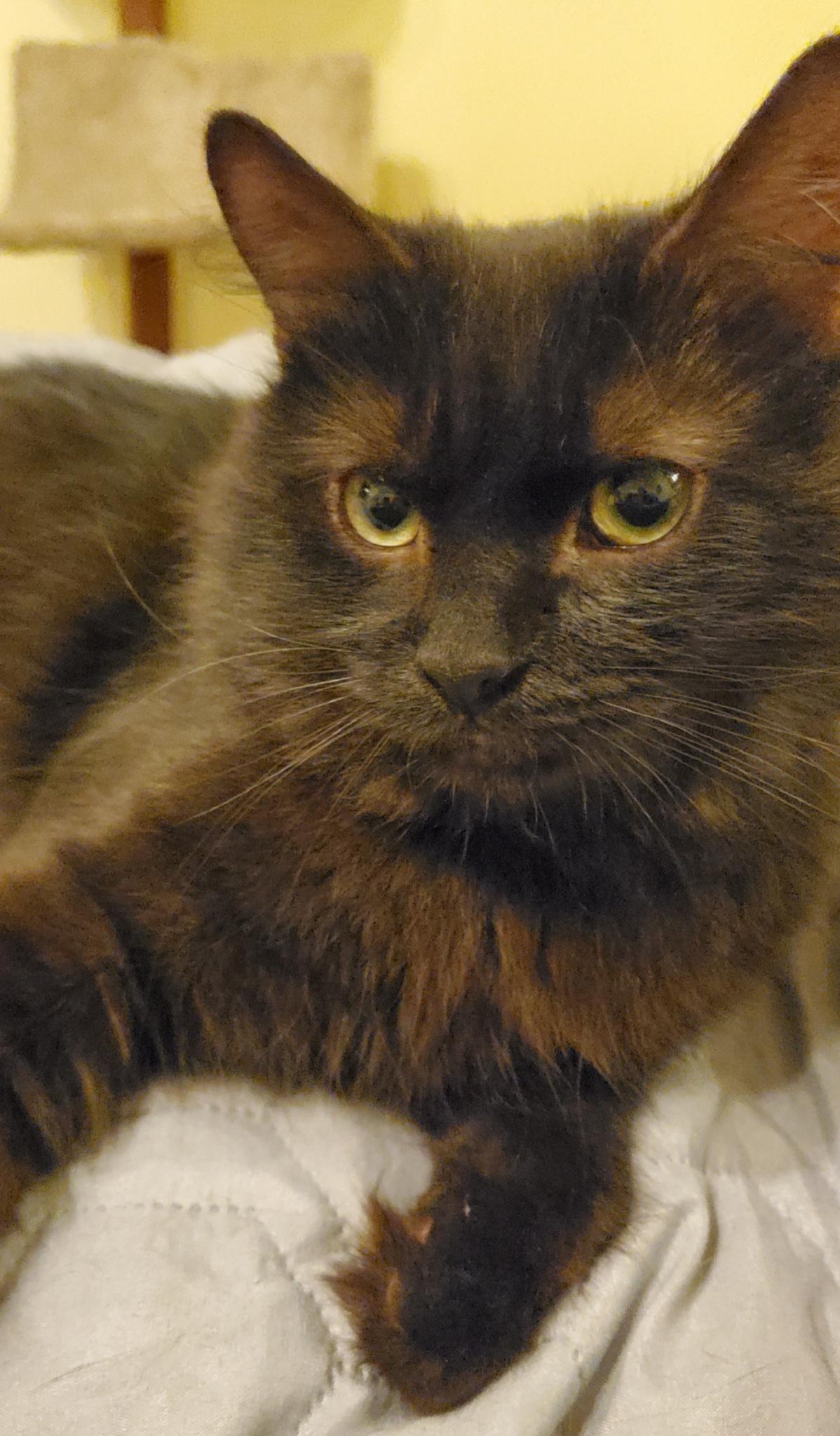 Lucius & Reggie, a ADOPTABLE Domestic Medium Hair in Beltsville, MD image 6/6
