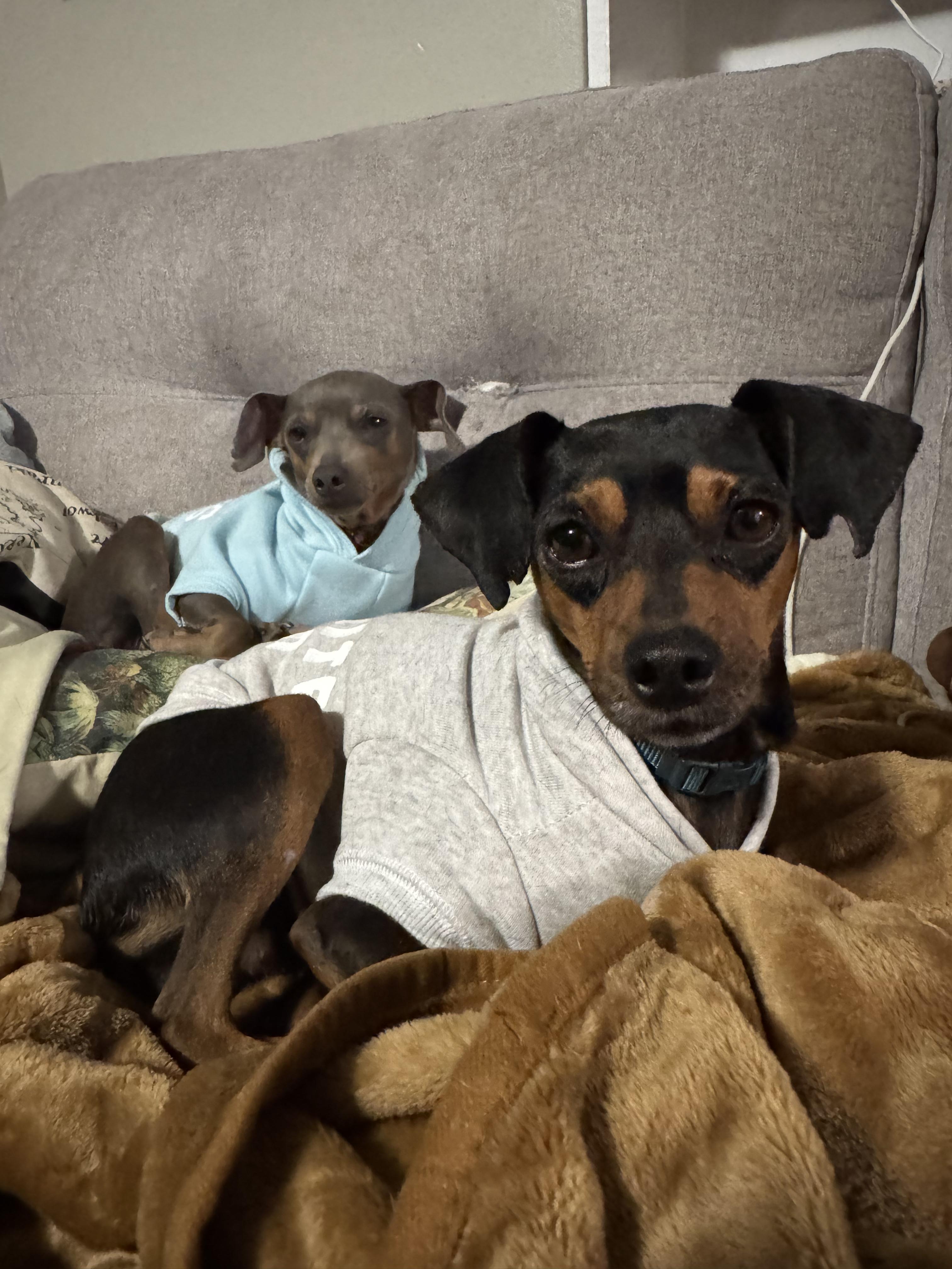 Enlarge JO (Johanas), a ADOPTABLE mixed breed in Ajax, ON image 4/4