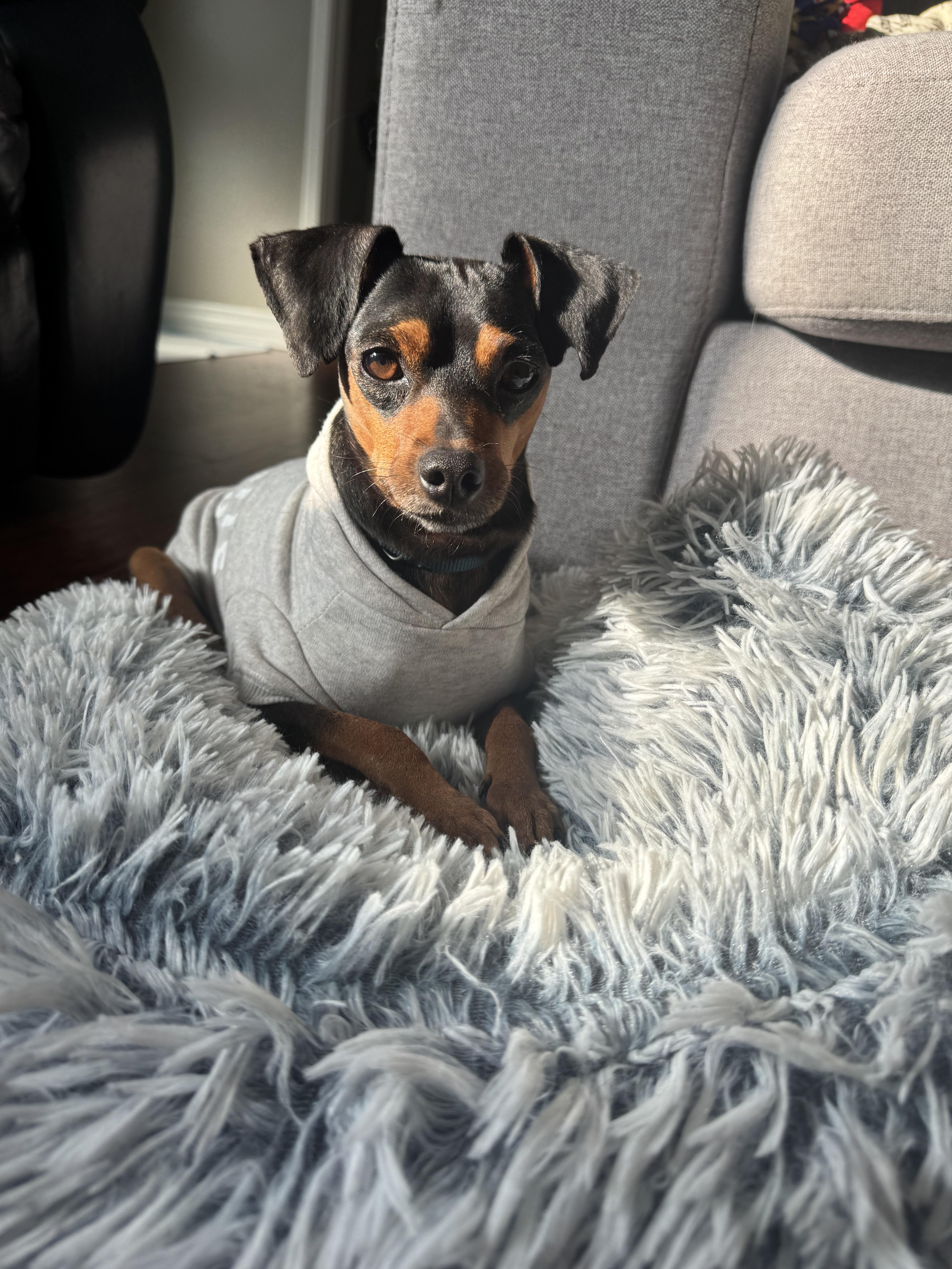 Enlarge JO (Johanas), a ADOPTABLE mixed breed in Ajax, ON image 1/4