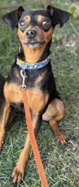 Enlarge JO (Johanas), a ADOPTABLE mixed breed in Ajax, ON image 3/4