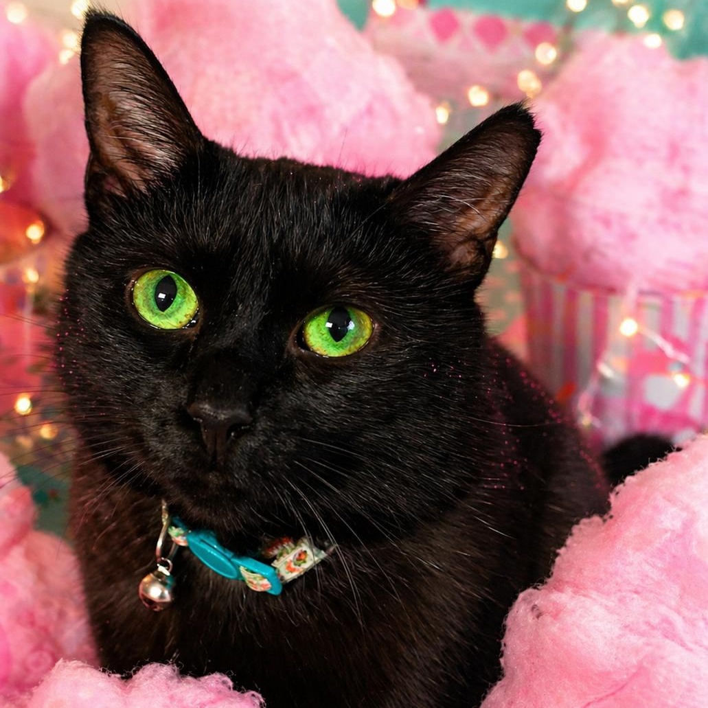 Enlarge Miss Nina, a ADOPTABLE Domestic Short Hair in Charlotte, NC image 1/4