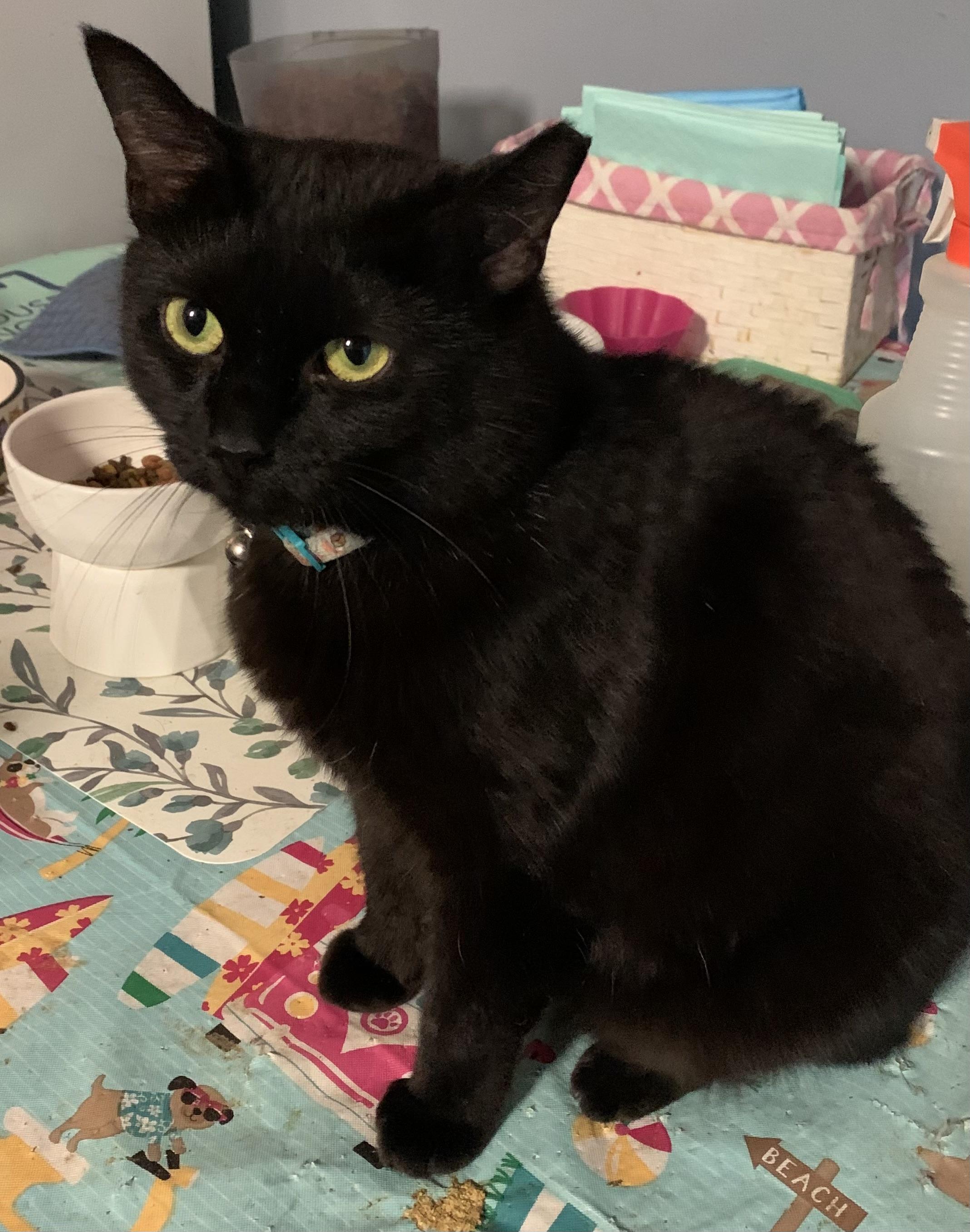 Miss Nina, ADOPTABLE, Adult Female Domestic Short Hair.