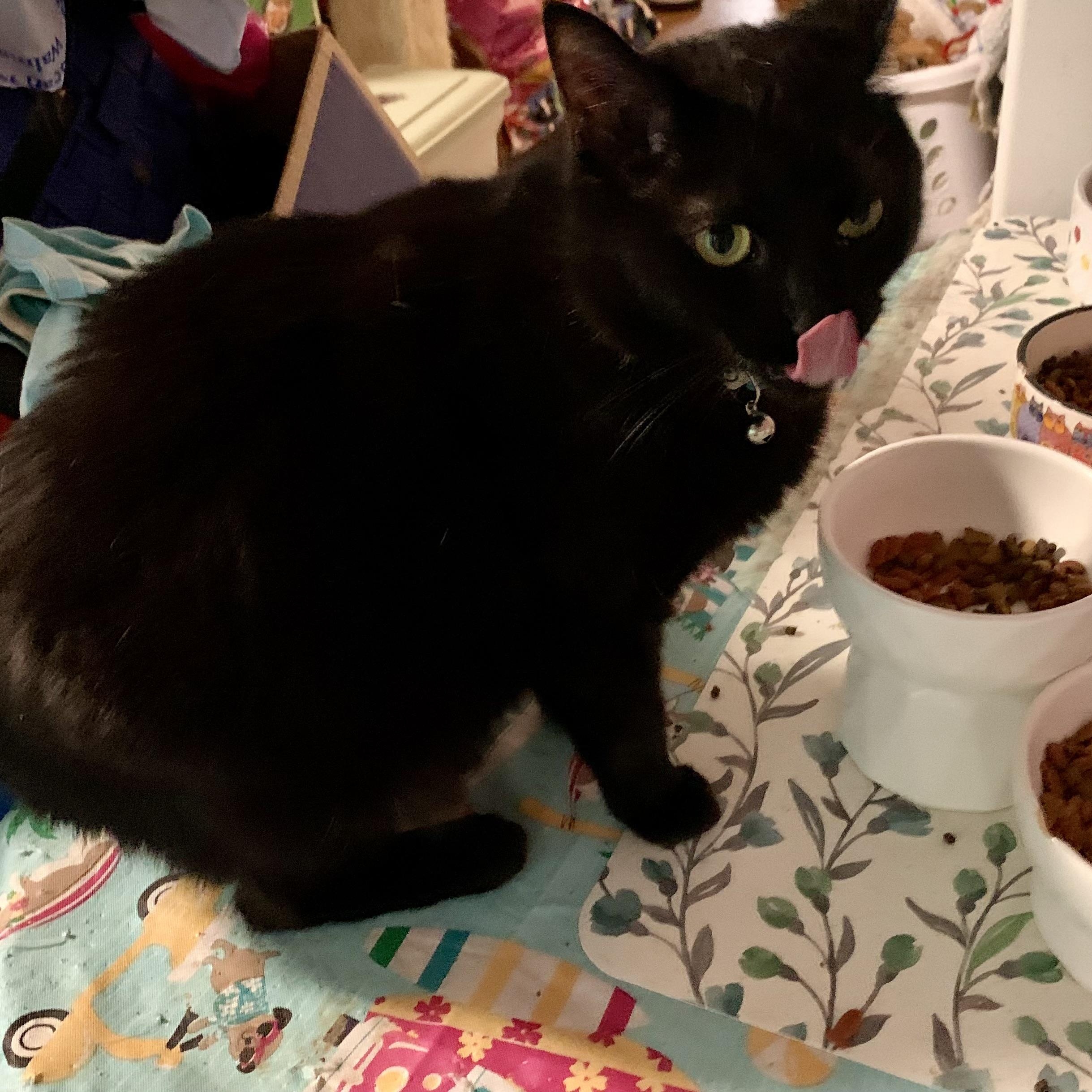 Enlarge Miss Nina, a ADOPTABLE Domestic Short Hair in Charlotte, NC image 3/3