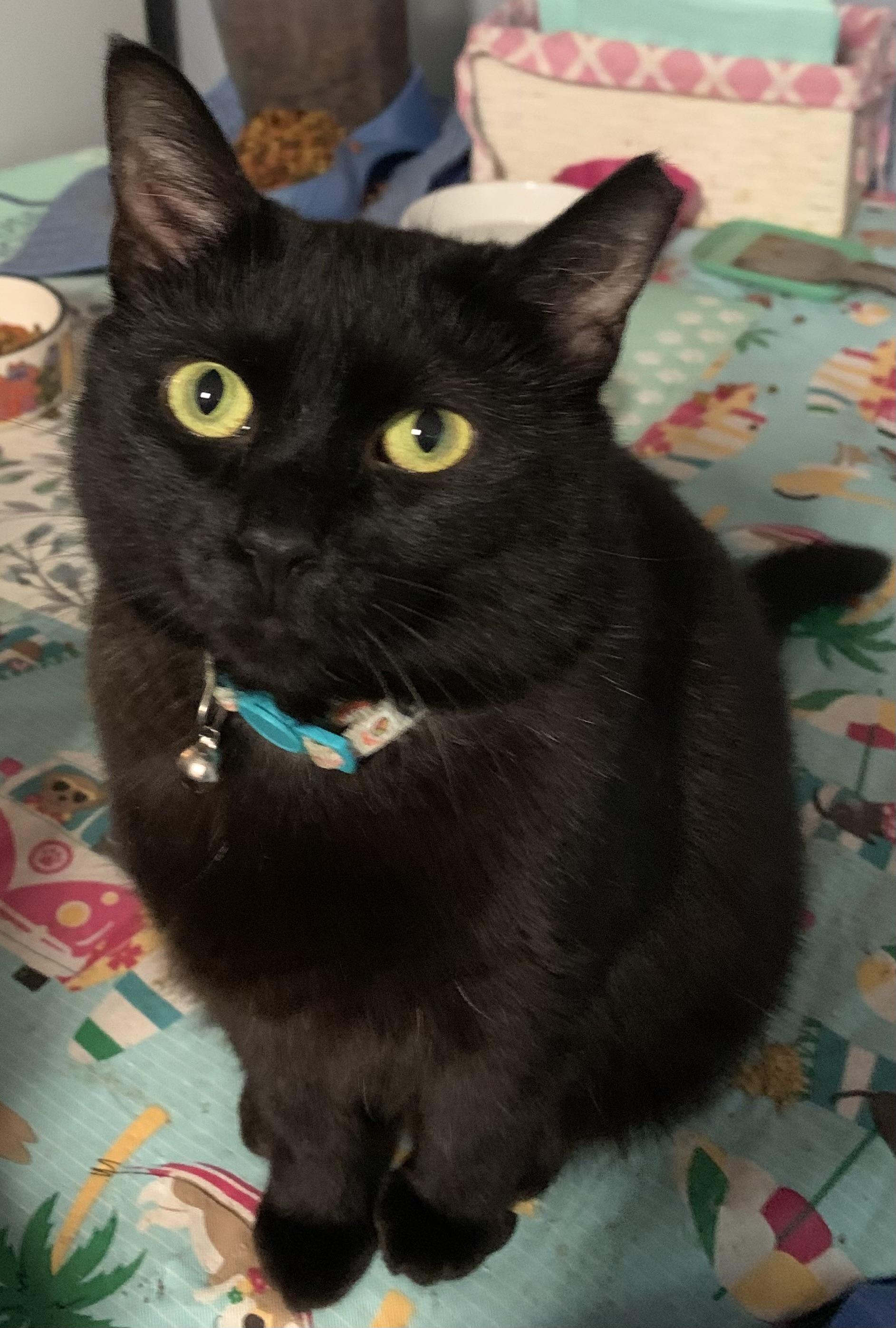 Enlarge Miss Nina, a ADOPTABLE Domestic Short Hair in Charlotte, NC image 2/3