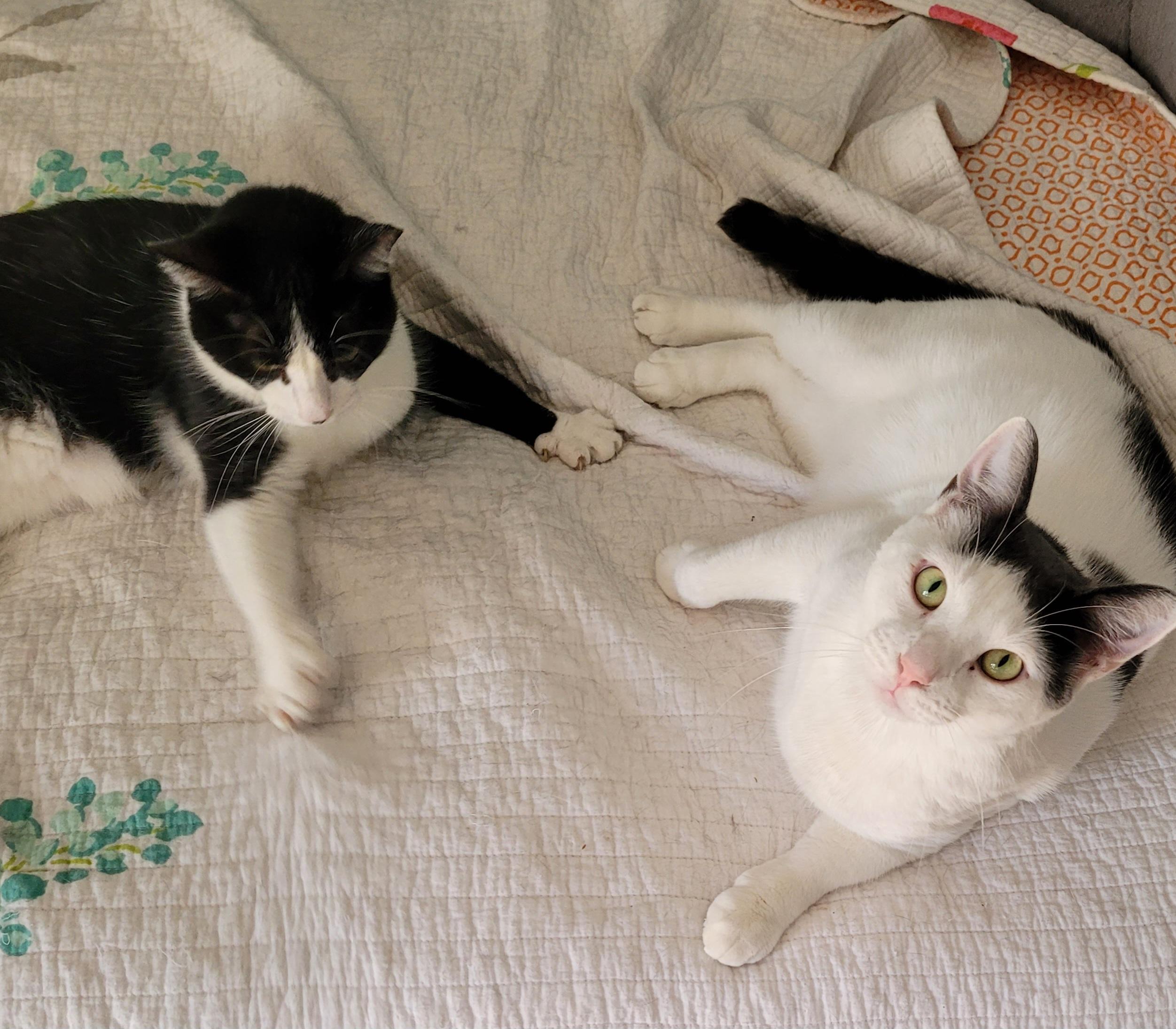 Sheldon & 'Busy' Buddy, a Adoptable Domestic Short Hair in Mount Pleasant, SC image 2/2