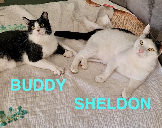 Sheldon & 'Busy' Buddy, a Adoptable Domestic Short Hair in Mount Pleasant, SC image 1/2