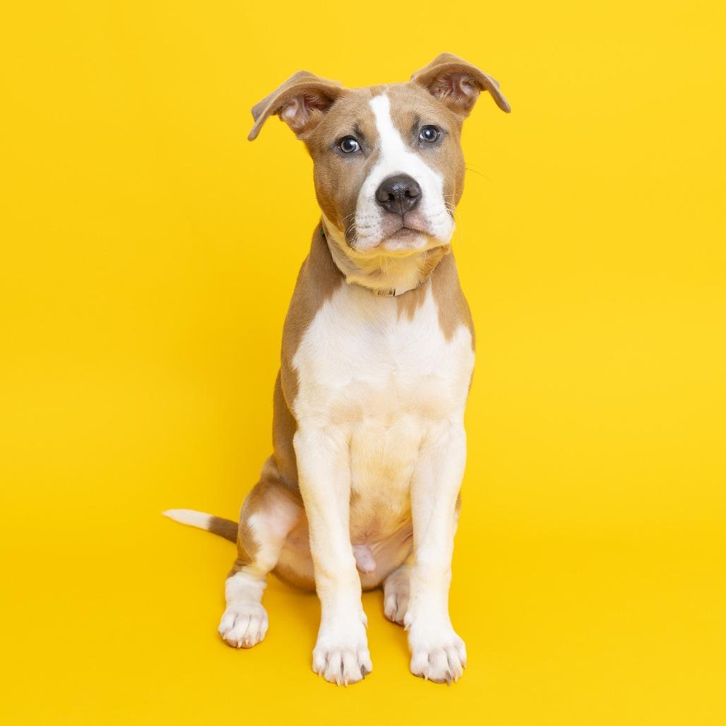 Pepperoni — thumbnail 2