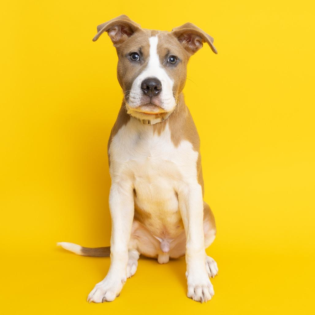 Pepperoni — thumbnail 3