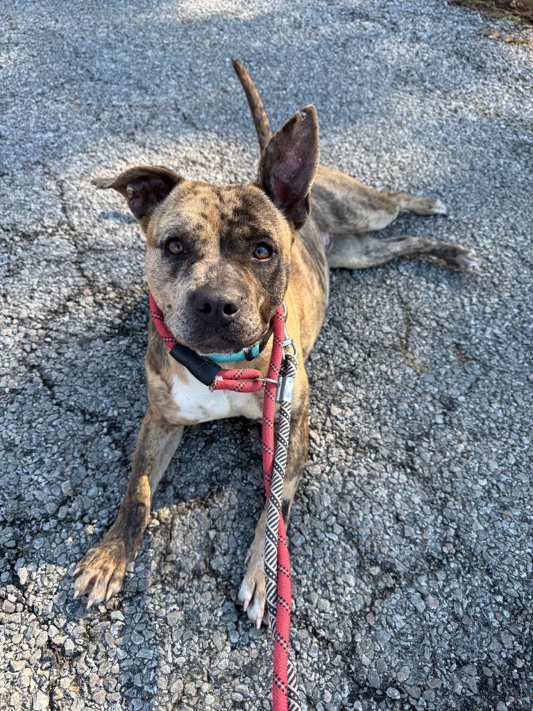 Mira, Adoptable, Young Male Catahoula Leopard Dog & Terrier.