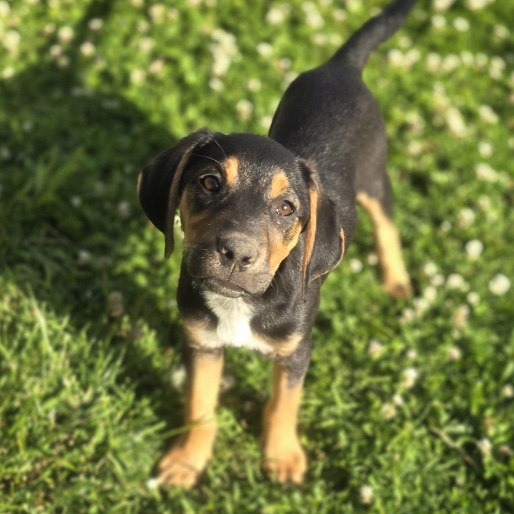 Mocha, Adoptable, Puppy Female Mixed Breed.