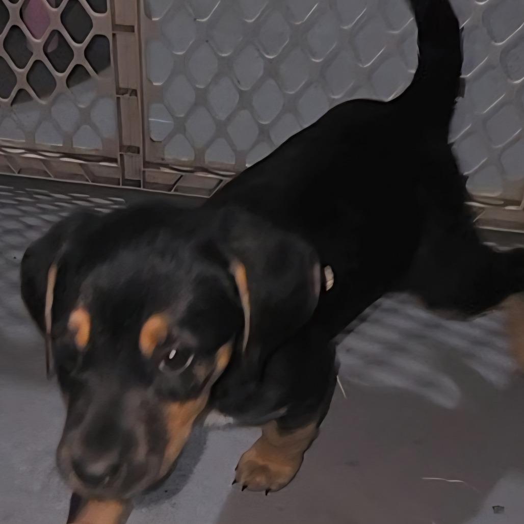 Mocha, a Adoptable Mixed Breed in Cincinnati, OH image 2/3