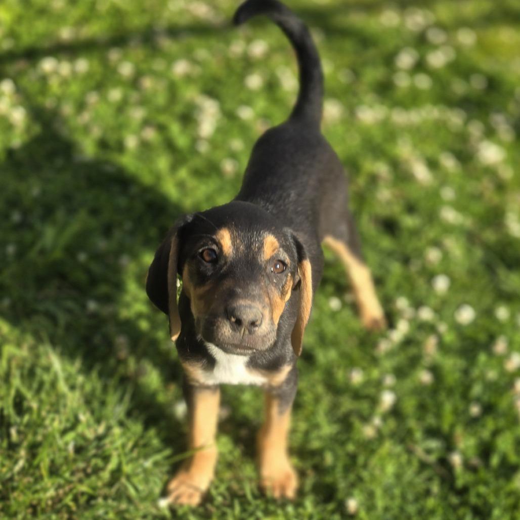 Mocha, a Adoptable Mixed Breed in Cincinnati, OH image 3/3